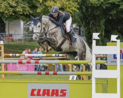 jumper Cairo H (Hanoverian, 2009, from Clinton I)