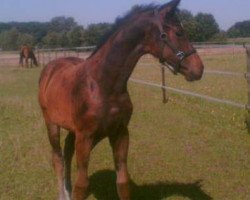 broodmare Flamara (Westphalian, 2015, from Flawless 3)