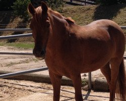 dressage horse Bon Voyage 21 (Deutsches Reitpony, 2003, from Benetton S)