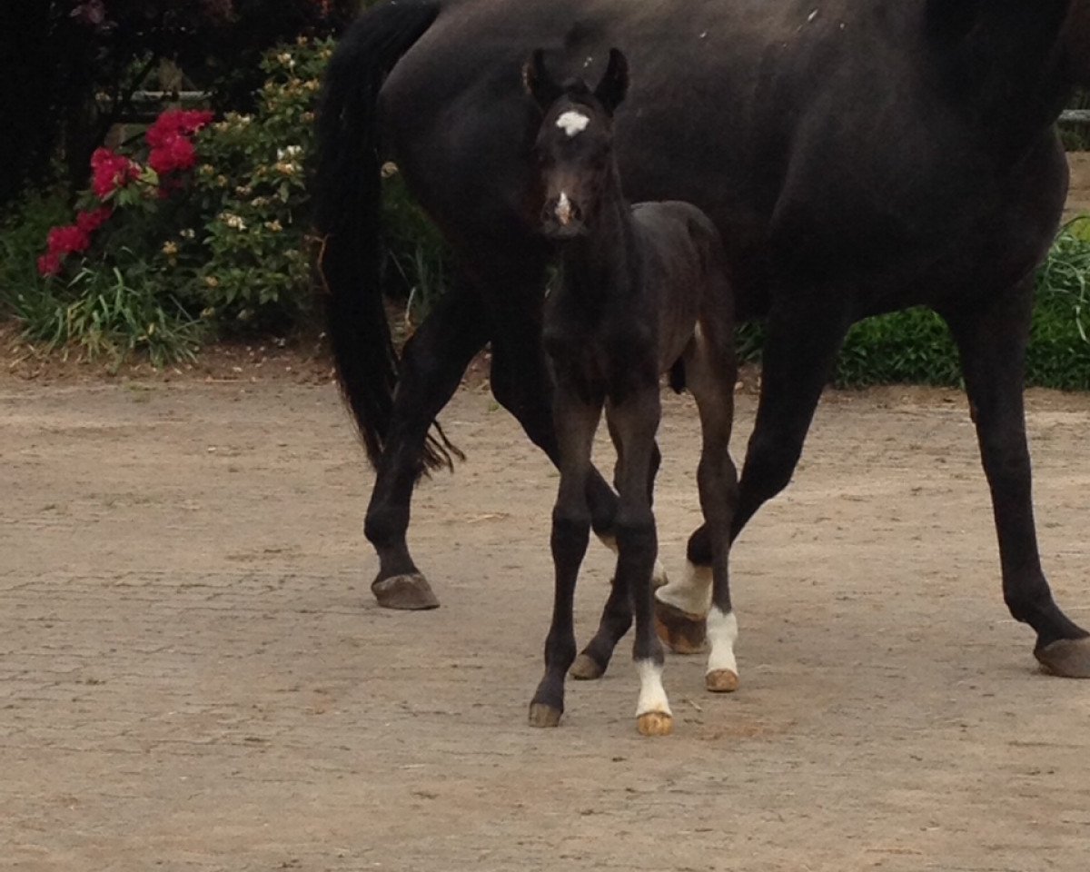 dressage horse Fleissiges Lieschen (Hanoverian, 2015, from Finest)