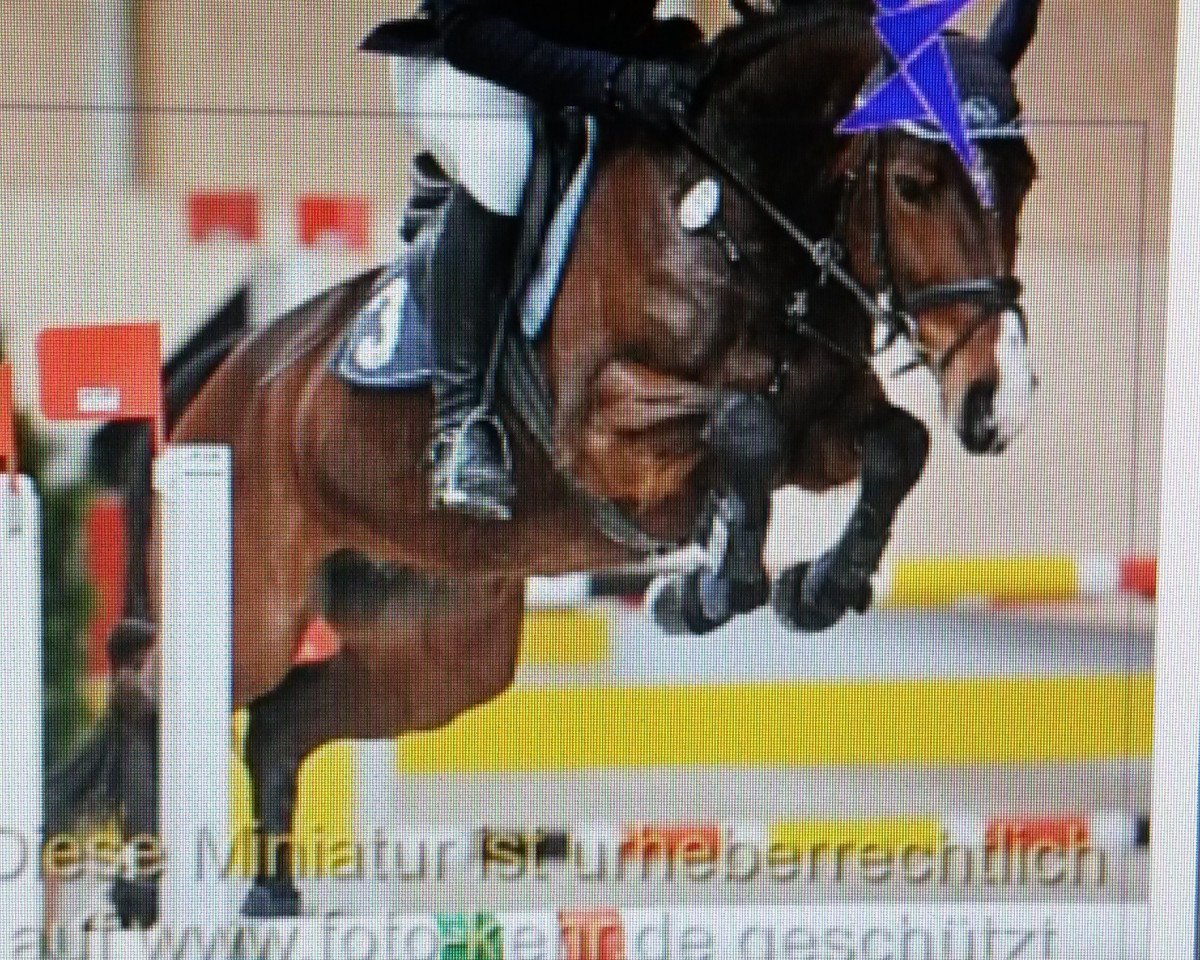 broodmare Chepres (KWPN (Royal Dutch Sporthorse), 2009, from Carthino Z)