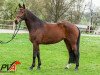 broodmare Katy Perry R (German Sport Horse, 2006, from No Limit)