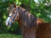 broodmare Cwmesgair Ceridwen (Welsh-Cob (Sek. D), 2007, from Gwynfaes Culhwch)