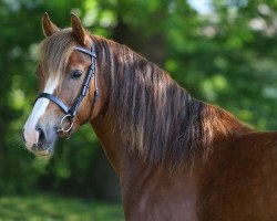 Zuchtstute Cwmesgair Ceridwen (Welsh-Cob (Sek. D), 2007, von Gwynfaes Culhwch)