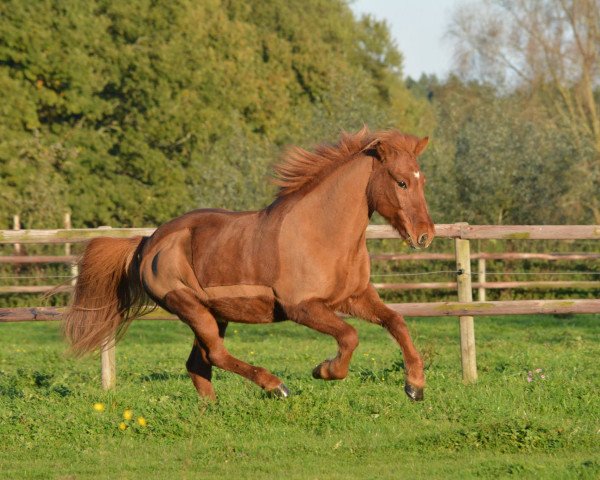 horse Smyrri vom Kronshof (Iceland Horse, 1999, from Andvari fra Fuglsang)