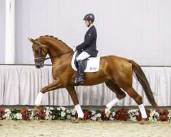 dressage horse Dr. H. C. (Westphalian, 2012, from Damon Hill)