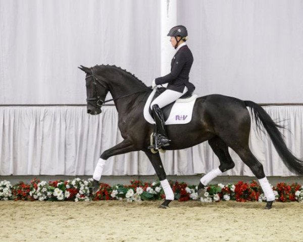 Dressurpferd Vebelle Royal G (Westfale, 2012, von Vitalis)