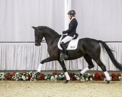 dressage horse Vebelle Royal G (Westfale, 2012, from Vitalis)