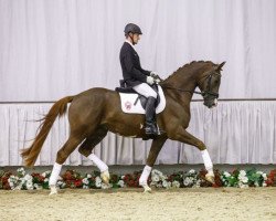 dressage horse Don Jovi (Westphalian, 2012, from Dankeschön)