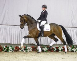 dressage horse Supertramp (Westphalian, 2012, from Sir Heinrich OLD)