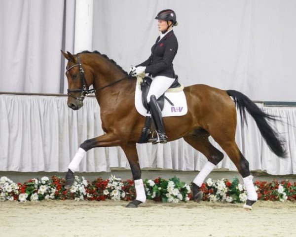 dressage horse Vivo (Westphalian, 2012, from Vitalis)