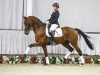 dressage horse Vivo (Westphalian, 2012, from Vitalis)