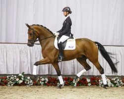 dressage horse Staatslob (Rhinelander, 2011, from Statesman OLD)