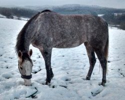 broodmare Pennylane S (Zweibrücken, 2010, from Passion Game)