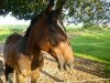 broodmare Arusa (Thuringia, 1993, from Ephor)