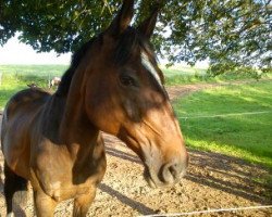 broodmare Arusa (Thuringia, 1993, from Ephor)