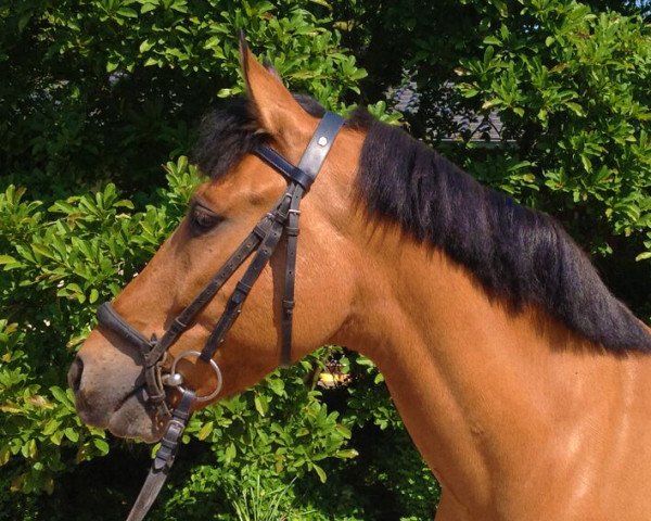 Springpferd Coscia (Deutsches Reitpony, 2009, von Kantje's Carlando)