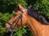 jumper Coscia (German Riding Pony, 2009, from Kantje's Carlando)