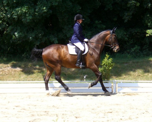 horse Laburco (Hanoverian, 1989, from Lortzing)