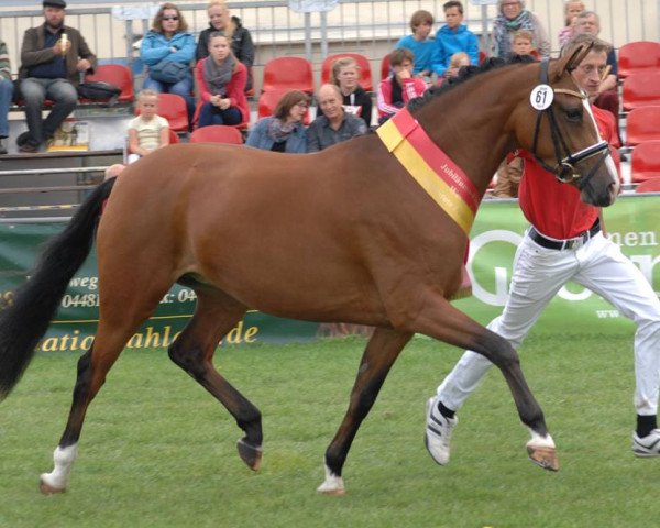 Zuchtstute Simsalabim WE (Deutsches Reitpony, 2011, von Can Dance 3)