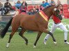 broodmare Simsalabim WE (German Riding Pony, 2011, from Can Dance 3)