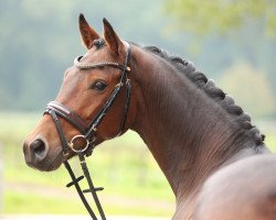 dressage horse Clooney WE (German Riding Pony, 2010, from Constantin)