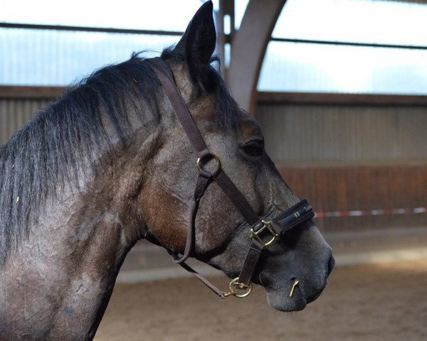 Pferd Lenz TN (Trakehner, 2012, von Benz)