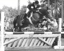 horse Silverlea Bay Magic (New Forest Pony, 1970, from Silverlea Prince Charming)