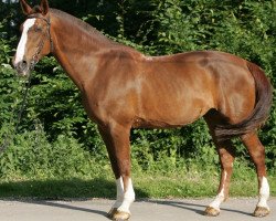 broodmare Gina (Westphalian, 1986, from General I)