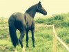 broodmare Andante 70 (Holsteiner, 2008, from Ab 19 Chepetto)