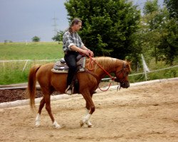 Pferd KL Petjera (Vollblutaraber, 2004, von Borzy ox)