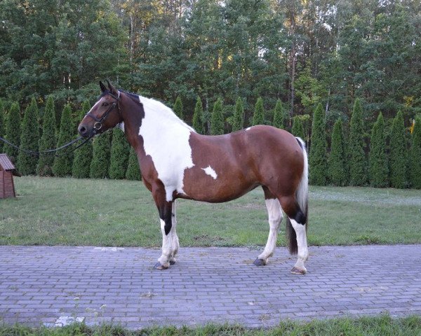 Pferd Elba (Polnisches Warmblut, 2010)