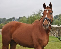 dressage horse Pascarolo (Westphalian, 2012, from Peking)