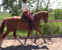 dressage horse Evje (Oldenburger, 2010, from Don Larino 171 FIN)