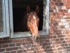 dressage horse Dharma 2 (Westphalian, 2005, from Dancing Dynamite)