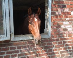 dressage horse Dharma 2 (Westphalian, 2005, from Dancing Dynamite)