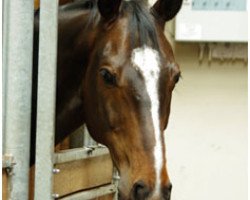 horse Urgent 6 (Trakehner, 2002, from Graf Lindenau)