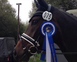 dressage horse Bellatrix Lestrange (Württemberger, 2011, from Belissimo NRW)