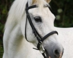 horse Carpalo's Rubin (German Sport Horse, 2003, from Carpalo)