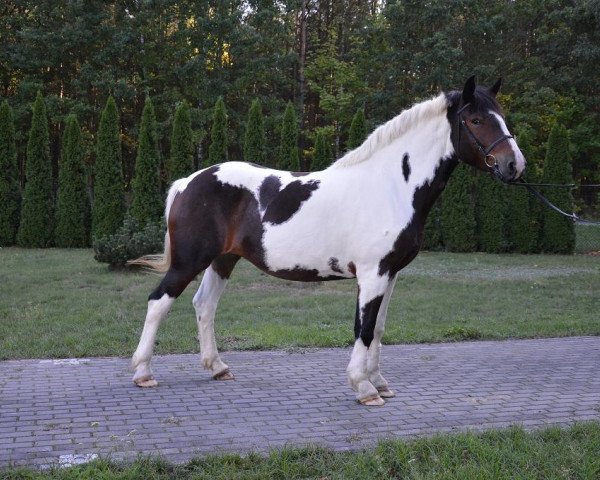 Pferd Frida (Polnisches Warmblut, 2011)