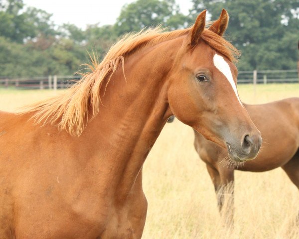 broodmare Nabera 2 (Trakehner, 2013, from Banderas)