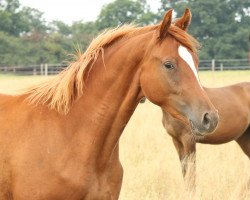 broodmare Nabera 2 (Trakehner, 2013, from Banderas)