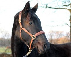 jumper Charming Choice (Hanoverian, 2011, from Chivas)