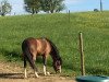 Pferd Cannenburgh Danyse (Welsh Mountain Pony (Sek.A), 2003, von Talgarth Elfed)