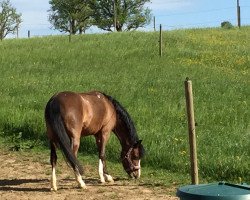 horse Cannenburgh Danyse (Welsh mountain pony (SEK.A), 2003, from Talgarth Elfed)