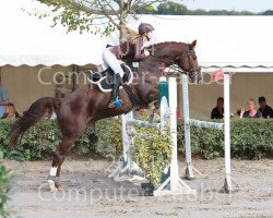 Springpferd Hummer van het Kleuterhof (Belgisches Warmblut, 2007, von Cartier 187 FIN)