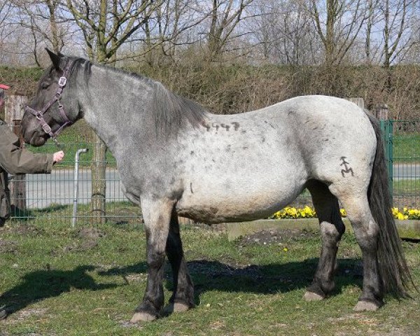 Pferd Ciganka (Noriker, 1997, von Anabberg Vulkan XIV)