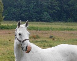 broodmare Kleopatra SB (German Sport Horse, 2001, from Kolibri 2705)