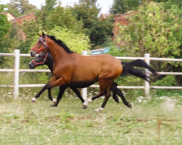 Pferd Wunderbar Bary (Polnisches Warmblut, 2012)