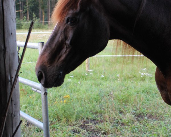 horse Whisky (Hanoverian, 1987, from Walhall)